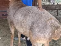 Ovan, Hissar sheep — fotografija 3