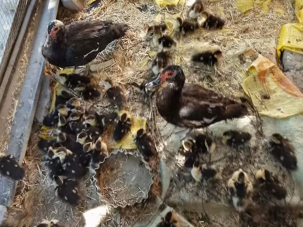 骡鸭