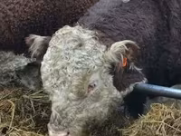 Bull, Cattle — photo 3