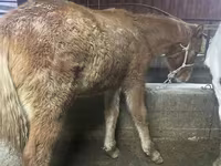 اسب نر, Yakutian horse — عکس 4