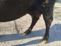 Kuh, Aberdeen-Angus — Foto 5