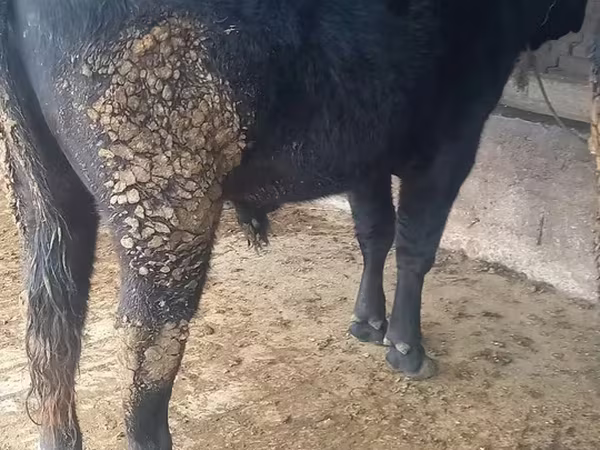Ng'ombe dume, Aberdeen – Angus