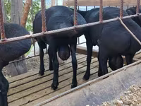 ஆண் ஆடு, ஆடுகள் — புகைப்படம் 5