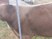 گاو نر, Swiss cattle — عکس 4