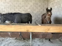 Kuda jantan, Horses — foto 3
