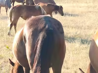 Kuda betina, Kazakh horse — foto 3