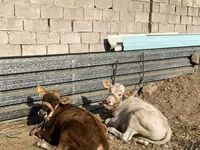Mucca, Razza Alataus — foto 4