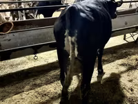 Ko, Holstein-race — foto 6