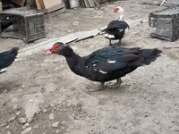 Ducks — फ़ोटो 7