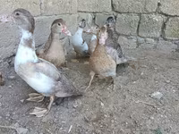 Ducks — foto 5