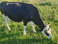 Kuh, Russian Black pied cattle — Foto 1