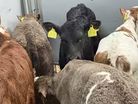 Bovine (lot, sex nespecificat), Bovine — foto 6