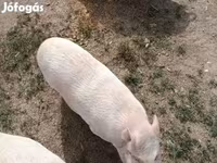 Էգ խոզ, Вьетнамская вислобрюхая — լուսանկար 4