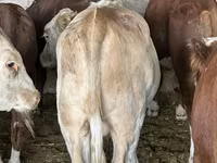 காளை, ஹெரெஃபோர்ட் — புகைப்படம் 2