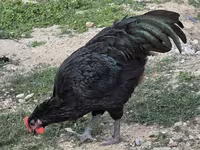 Australian Pit Game fowl — sawirka 3