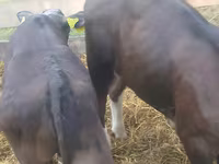Bull, Cattle — photo 4