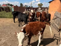 Goveda (partija, pol nije naveden), Swiss cattle — fotografija 2