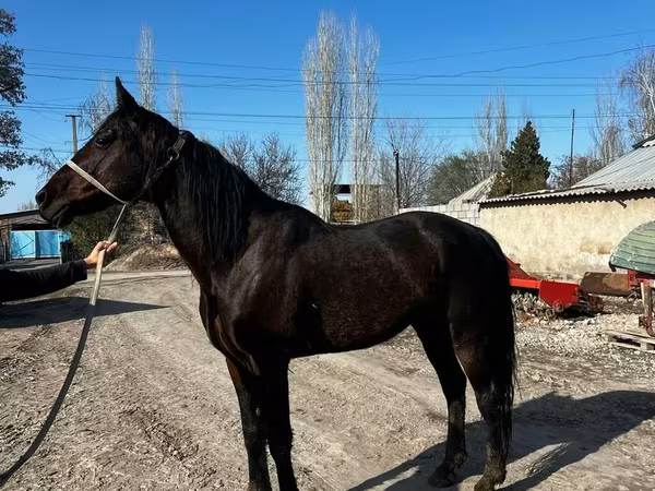 Асп, French Trotter