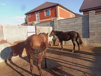 اسب نر, Kazakh horse — عکس 5