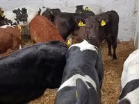Lembu jantan, Cattle — foto 6