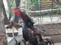 Chickens — عکس 6