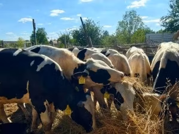 황소, Russian Black pied cattle