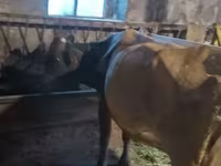 Lo’, Cattle — sawirka 4