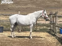 घोड़ी, Hungarian horse breed — फ़ोटो 1