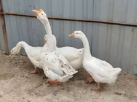 Geese — foto 3