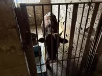Lembu jantan, Simmental cattle — foto 3