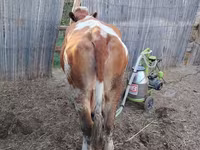 گاو ماده, Simmental cattle — عکس 4