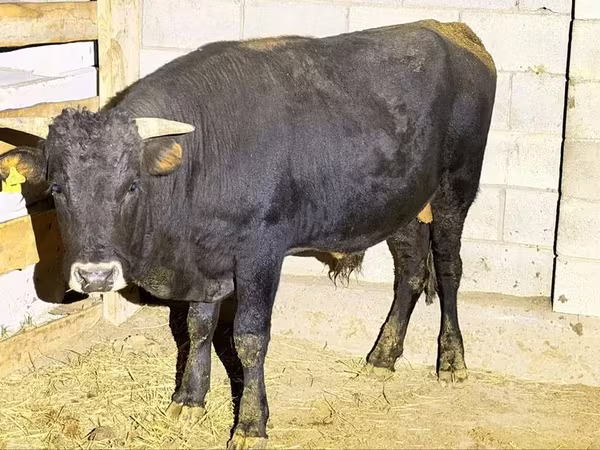 Bou, Aberdeen-Angus