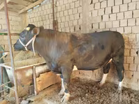 Bou, Bovine — foto 1