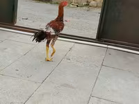 Chickens — عکس 4