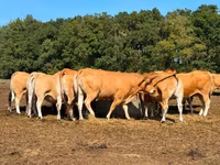 Ko, Partenaise cattle — foto 3