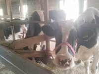 گاو ماده, Latvian Blue cattle — عکس 1