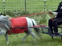 گھوڑا, Miniature horse — تصویر 6