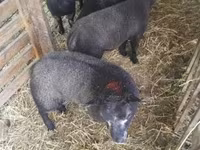 암양, Texel sheep — 사진 3