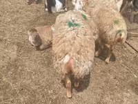 Pecora, Pecore — foto 6