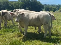 Bik, Charolais cattle — fotografija 3