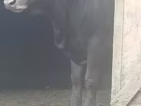 Bulle, Aberdeen-Angus — Foto 1