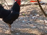 Chickens — عکس 2