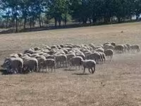 میش, White Suffolk sheep — عکس 1
