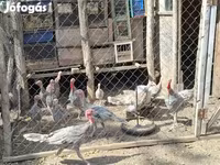 Turkeys — عکس 2