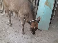 Lembu jantan, Swiss cattle — foto 2