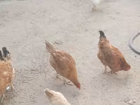 نورث هالند بلو — عکس 1