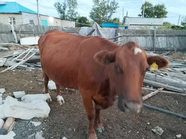 گاو ماده, گاو