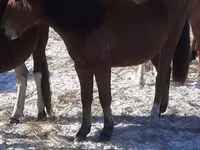 Lovak (tétel, nem megadva), Horse breed — 1. fotó