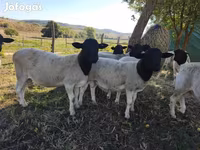 雄羊, Dorper sheep — 写真 2
