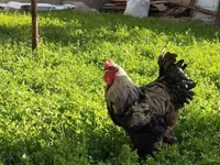 Brahma — foto 1